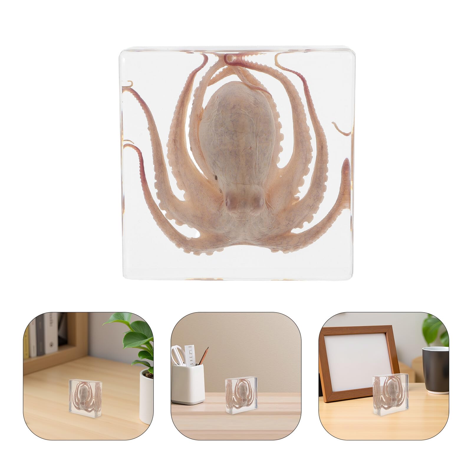 Specimen Design Creativo di Polpo in Resina per Educazione Scientifica e Aspetto Realistico 3" X 3" Decorazione da Scrivania per Ufficio e Collezione