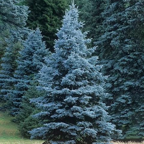 Colorado Blue Spruce Seeds for Planting (Picea pungens) Bonsai Tree Seeds Non GMO Heirloom for Privacy or Landscaping 50+ Cover