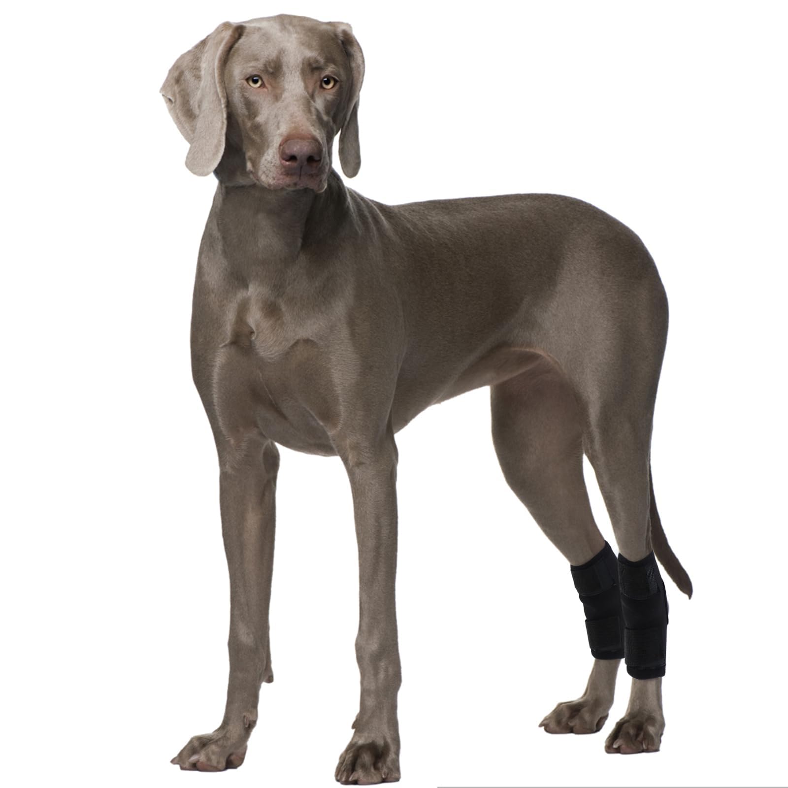 Protège-poignets de jambe chien pour accompagner votre fidèle compagnon en taille L
