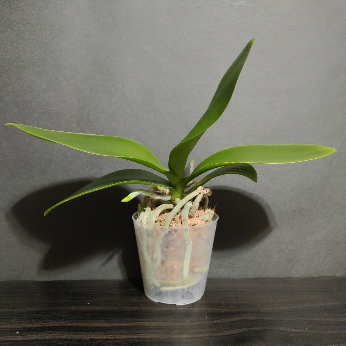 Amazon.co.jp: Phal. Yellow Miracle ファレノプシス イエローミラクル
