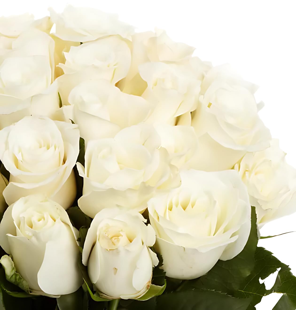 Blume Ideal Rosenstrauß | 20 Weiße Rosen | Ø 40–50 cm | Echte Premium Rosen für Hochzeit & Deko | 7 Tage Frischegarantie | In verschiedenen Farben und Mengen