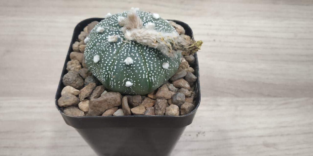 Cactus Astrophytum Asteria Live Cactus Plant With A Free Plastic Pot (B085MGZZY9) Amazon Price History, Amazon Price Tracker