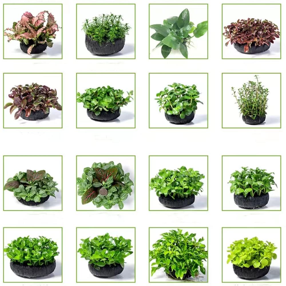 Plantas de acuario Juego semillas para cubrir el suelo Plantas acuáticas Serie de plantas raras - Regalos prácticos Semillas plantas Decoración balcón Bonsai Acuarios Jardín interior 150piezas