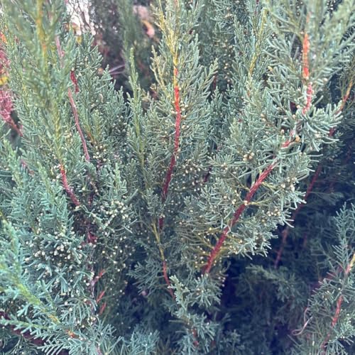 qmLȏΎ̗t RmeKV Rjt@[