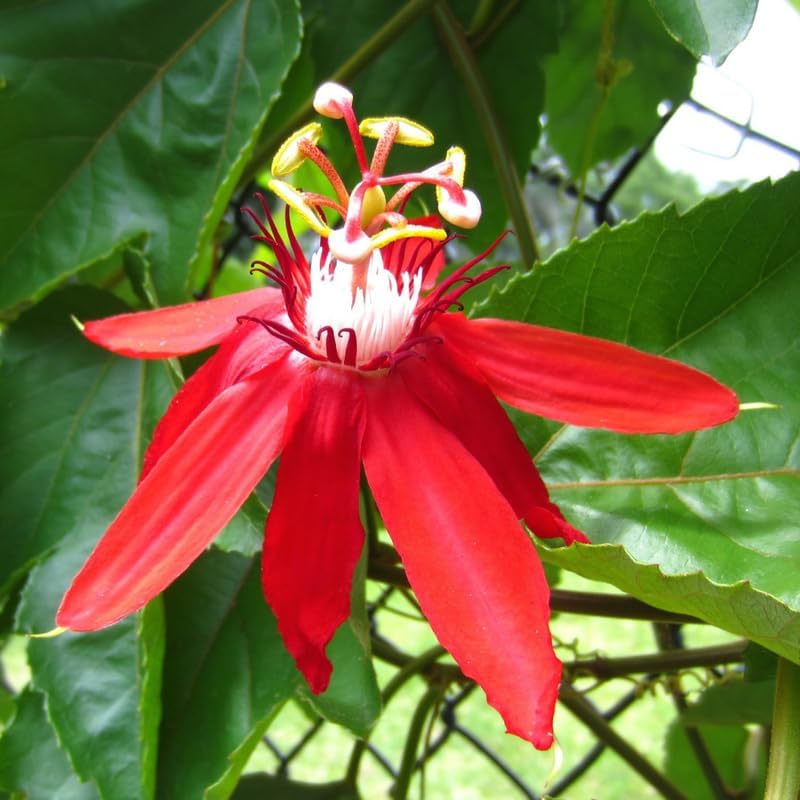 Pack 2 Passion Flower Plants Live, Passiflora Vine Well-Rooted, 5-7 Inch Tall Climbing Vine for Garden Trellises and Fences, No Pot (Red Passion Flower)
