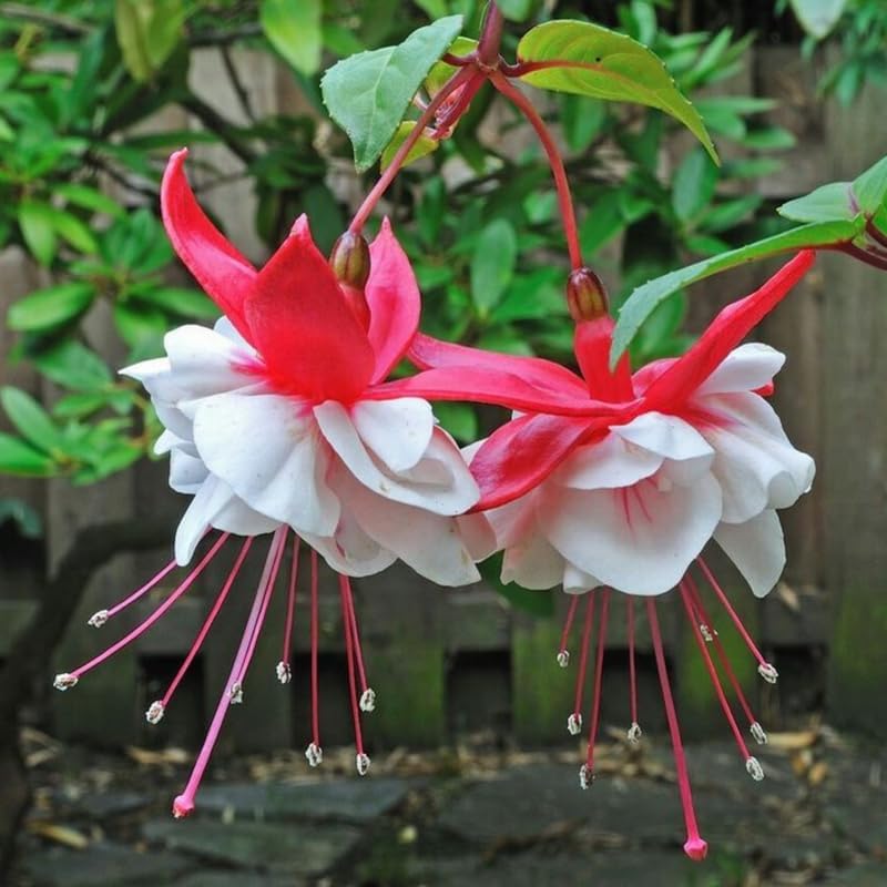 Miniatura 5 de Plantas blancas y rojas fucsias vivas, plantas fucsias, enchufe de inicio de 3 a 5 pulgadas de alto, planta de flores perennes resistentes para