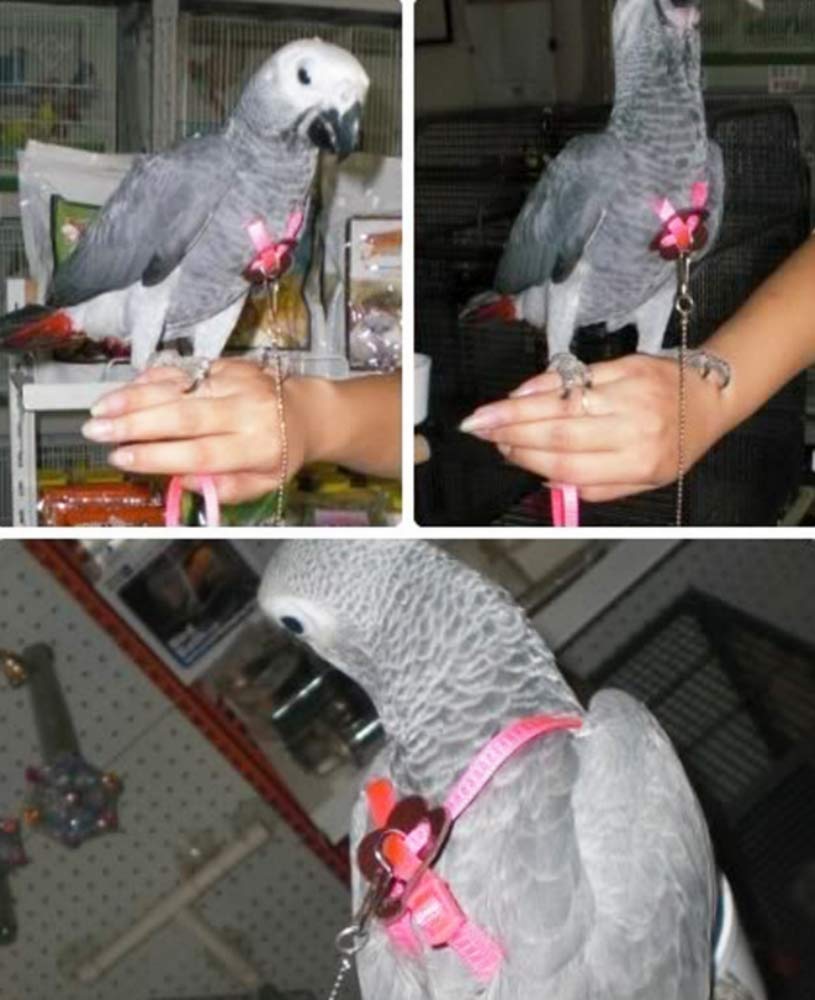 KAMA BRIDAL Vogelgeschirr Mit Leine, Größe L In Pink - Verstellbar Für Papageien, Sittiche & Kleine Vögel
