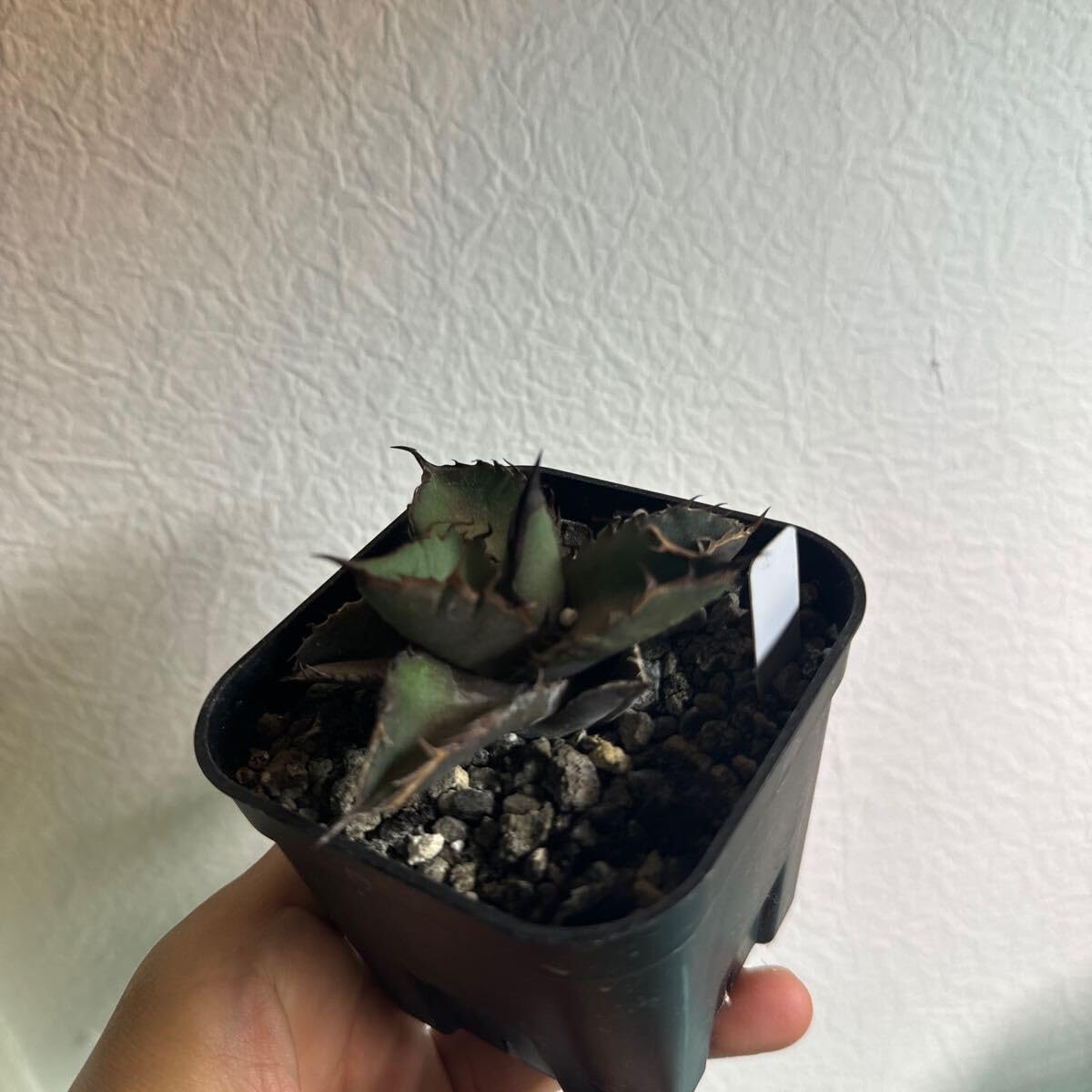 アガベブラックファイヤー極上株外管理発根済み