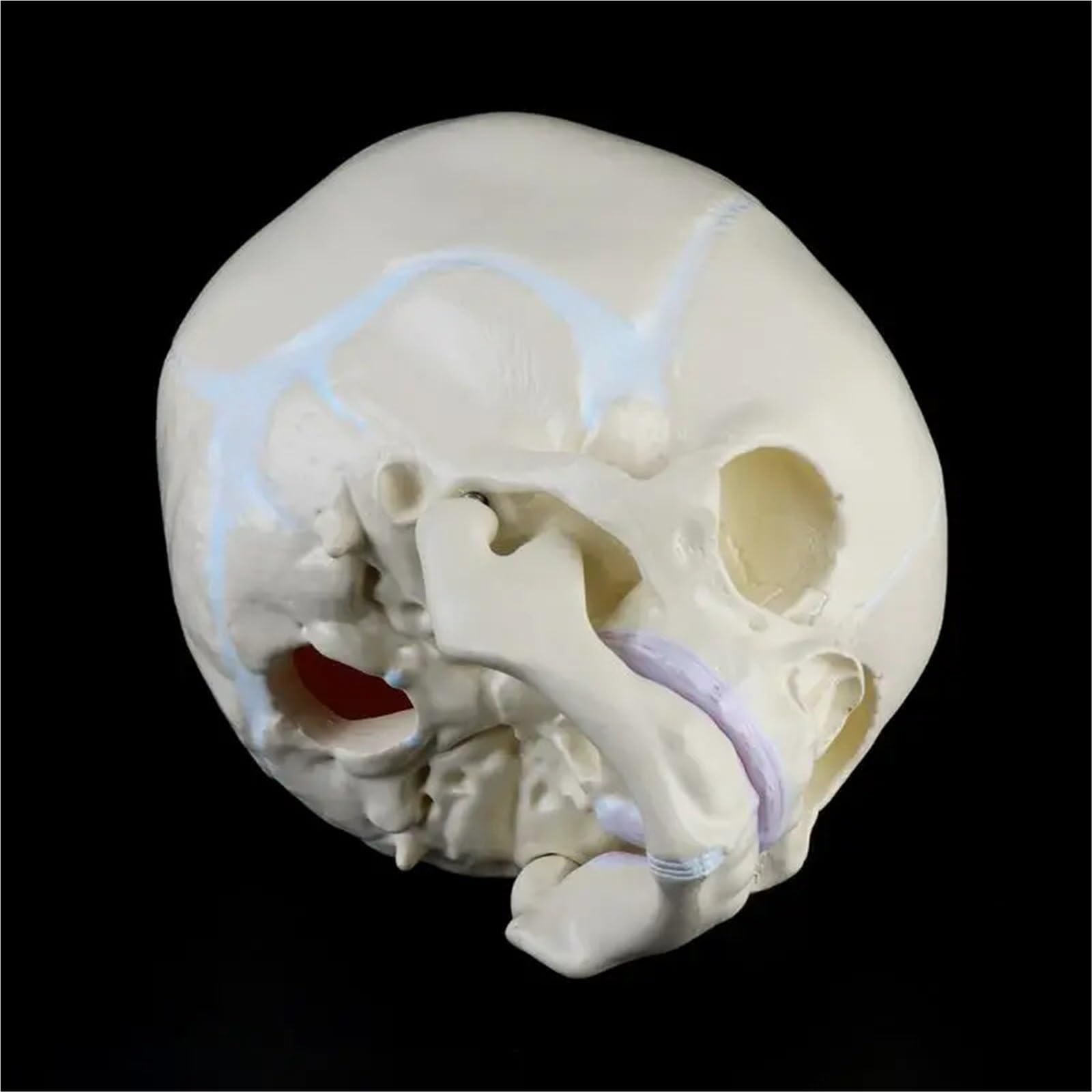 1: 1 Ludzki Płód Niemowlę Niemowlę Medyczna Czaszka Anatomiczny Model Szkieletu Materiały Dydaktyczne do Nauki Medycznej