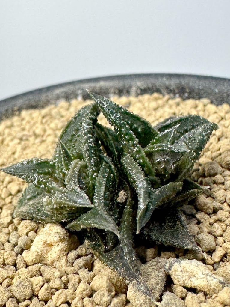 Amazon.co.jp: ハオルチア ニグラ ダブルヘッド Haworthia nigra 