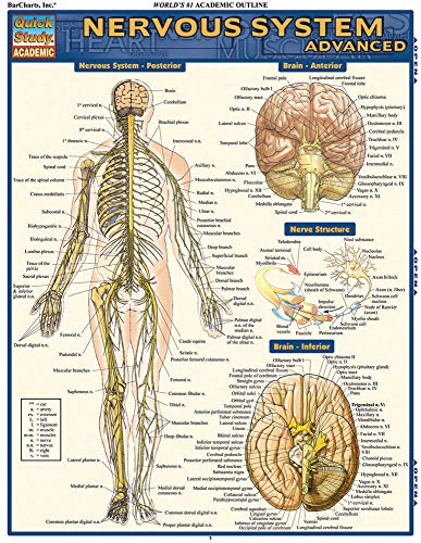 Nervous System Advanced QuickStudy Laminated Reference Guide (Quick Study Academic)