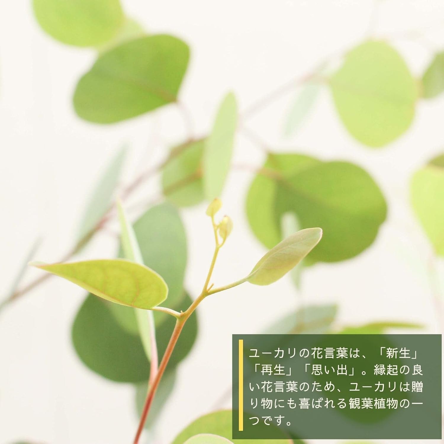 Amazon Co Jp Hanapochi Eucalyptus Poporus No 7 With Saucer Decorative Plant Genuine Sapling Eucalyptus Poporus Polyansemos Heart Leaf Symbol Tree Gift Gift Home Kitchen