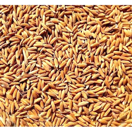 Navya Agriallied Rice Paddy Seed for Birds 5 kg (B07TVX33YL) Amazon Price History, Amazon Price Tracker