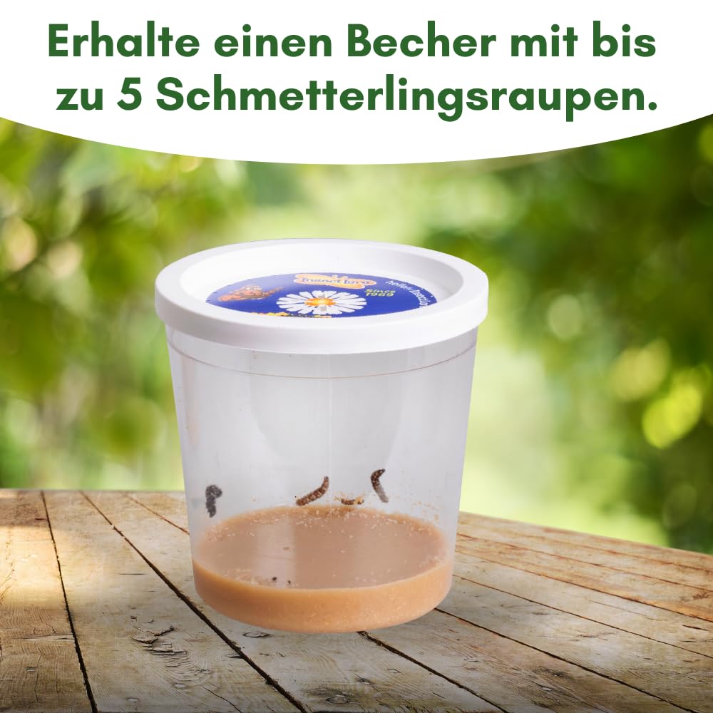 Insect Lore Gutschein Set: Schmetterlingszucht für Kinder & Erwachsene – Schmetterlingsgarten ohne lebende Raupen - Heimische Arten | Raupen züchten - Schmetterlingshabitat für zu Hause ab 3 Jahren