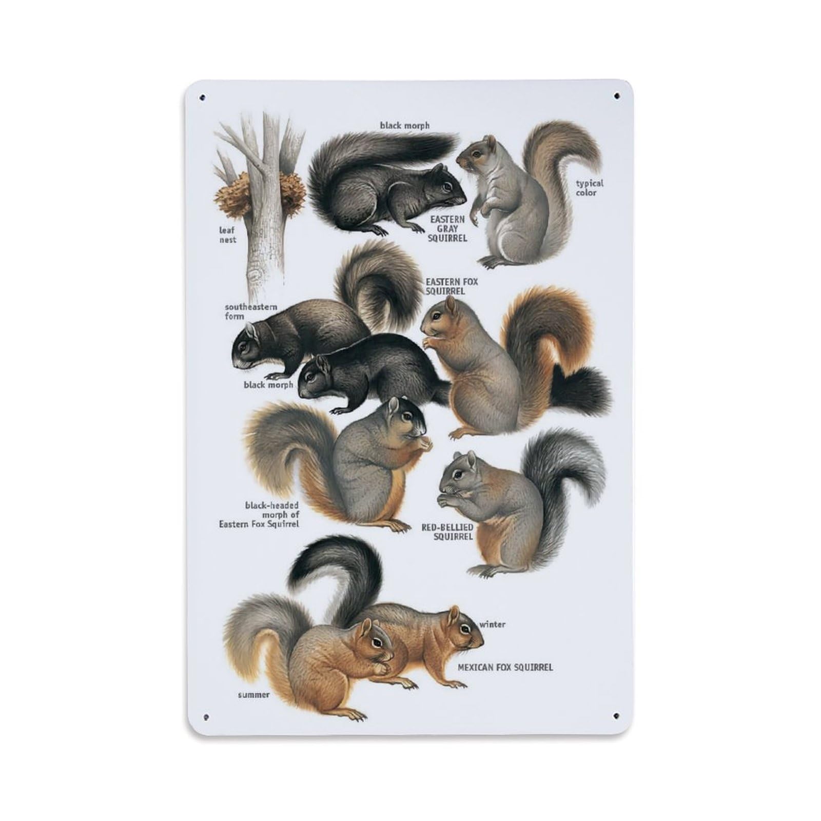 Biology Zoology Wildlife Vintage Squirrel Species Design Metal Tin Sign Plaque Wall Decor for Cafe, Man Cave, Club Bar, Office, Home Garden Round Metal Poster 8x12Inch