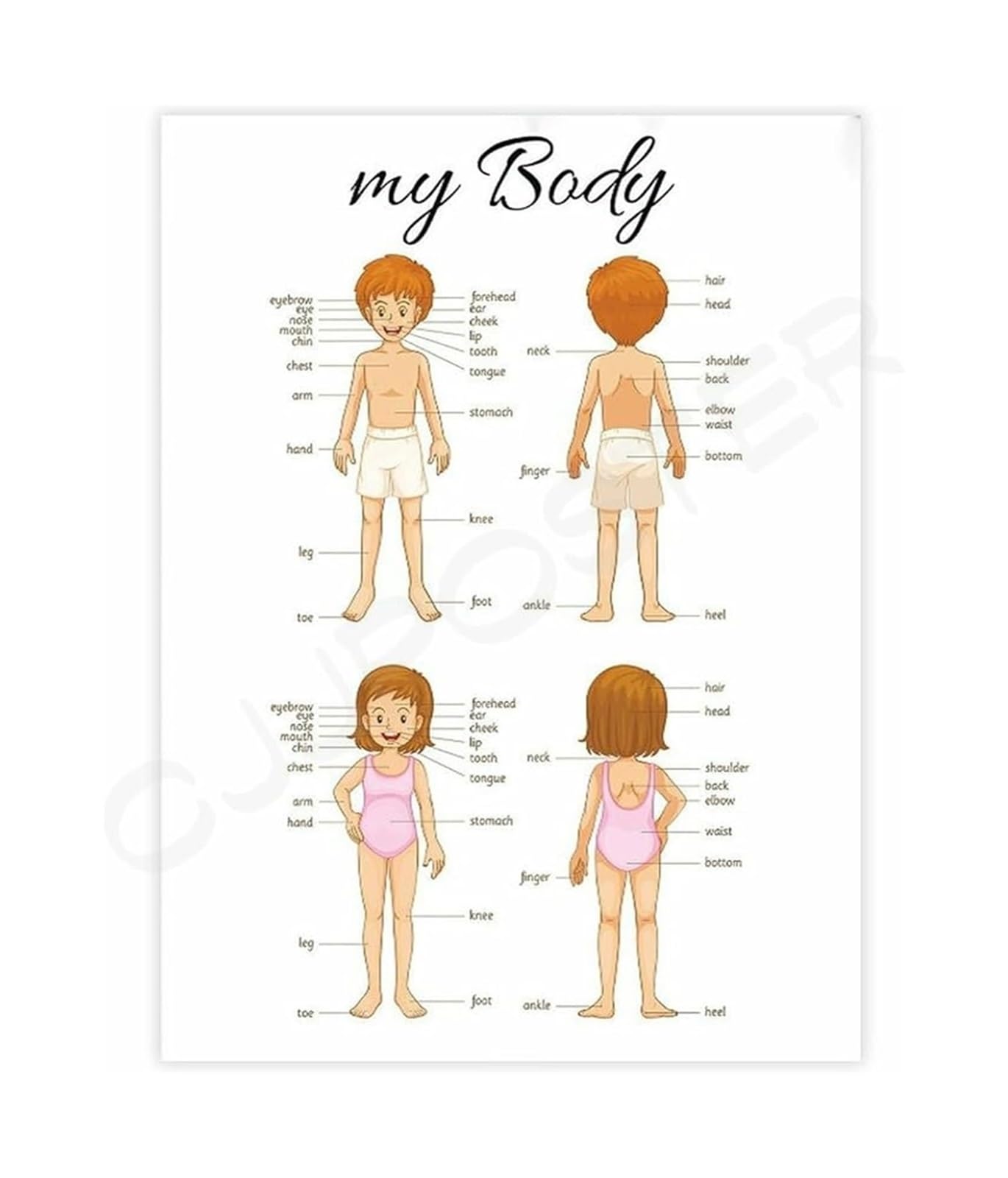 FOPURE Body Parts Poster Montessori Learning Chart Educational Canvas Wall-Art for Toddler Room and Classroom(Unframed,08x12inch(20x30cm))