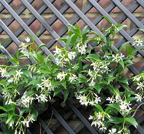 Sternjasmin 2er Set Weiß - 2 x Kletterpflanzen winterhart - Immergrüner Duftjasmin - Jasmin Pflanze - 2 x 1,5 Liter Topf - Winterharte Pflanzen für den Garten - Jasmin - Wachstum bis zu 400 cm Höhe