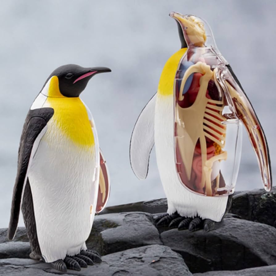 Merten HO 人体模型、動物模型セットまとめ売り Merten HO 人体模型、動物模型セットまとめ売り Merten HO 人体