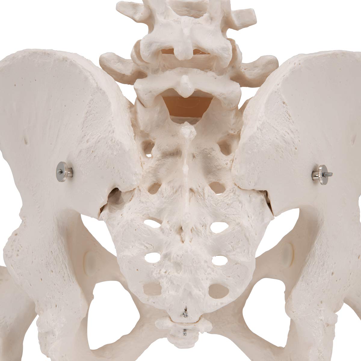 3B Scientific® Bacino Scheletrico Femminile – Modello a Grandezza Naturale con Sacro, Coccige, Sinfisi Mobile & Monconi Femorali + Smart Anatomy App (Garanzia di 5 Anni)