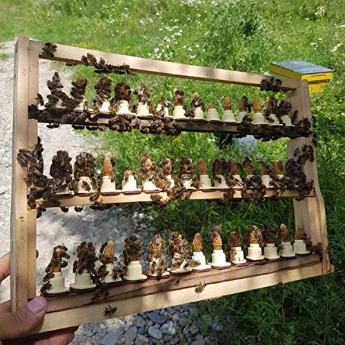 Acacia-honingsticks, 20 porties x 12 g, 240 g - Image 7