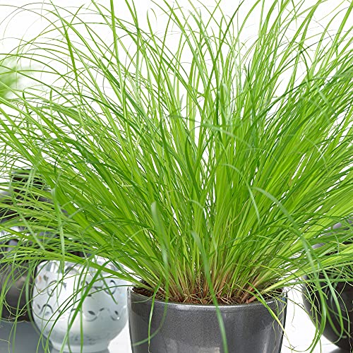 Cyperus Zumula - Erba gatta | Pianta Sempreverde Compatta | Pianta da appartamento da 20-30 cm