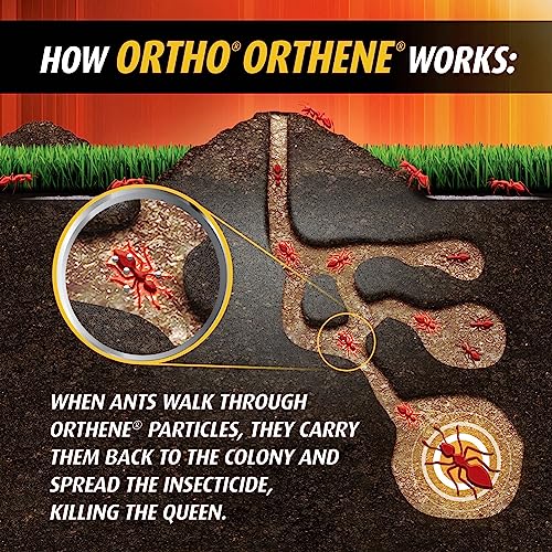 Ortho Orthene Fire Ant Killer1, 12 oz (2-Pack), 680g - image 8