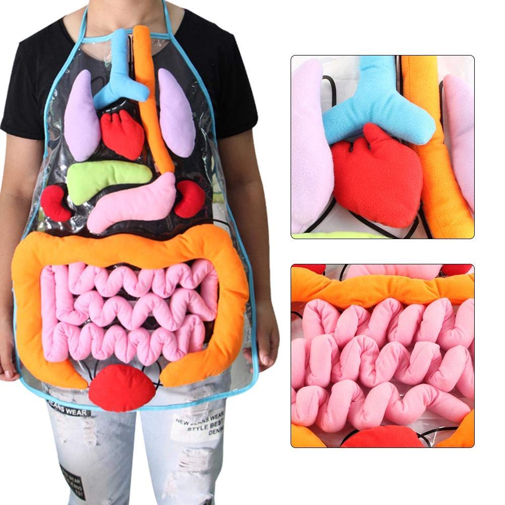 Vocheer 3D Organ Apron - Anatomy Educational Toy For Kids With Removable Organs