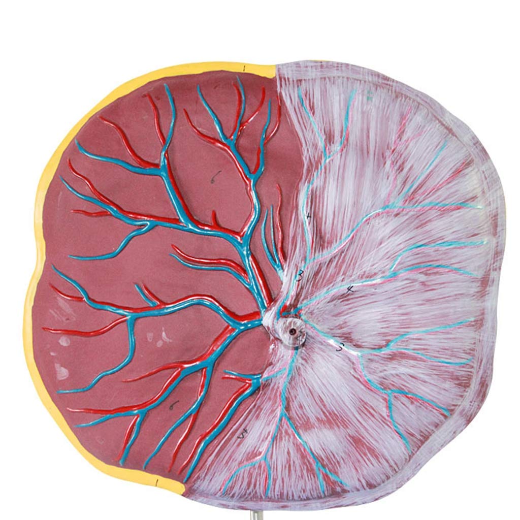 Plazenta- Und Nabelschnurmodell, Medizinische Geräte, Modell Der Menschlichen Anatomie, Medizinisches Lehrmittel, Medizinische Modelle Und Lehrmaterialien