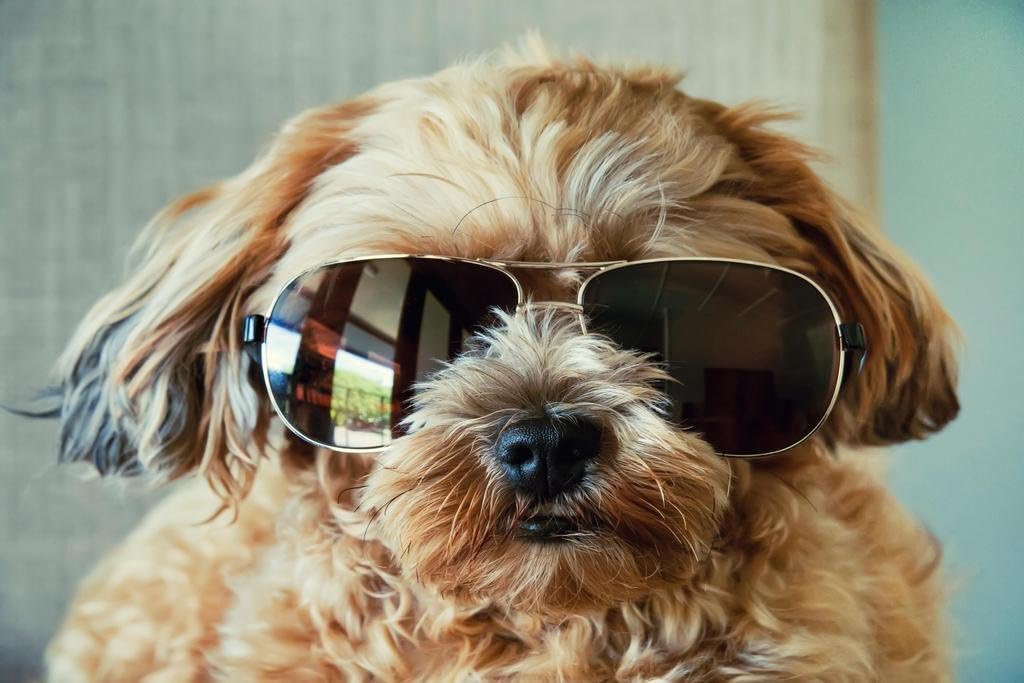 Should Dogs Wear Sunglasses