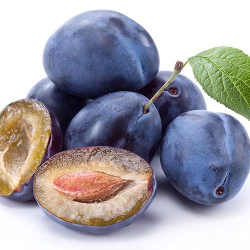 Beach Plum Seeds, 5 Fruit Plant Shrub Seeds Edible Fast Frowing Tree Seeds - 5 Seeds #TOP3