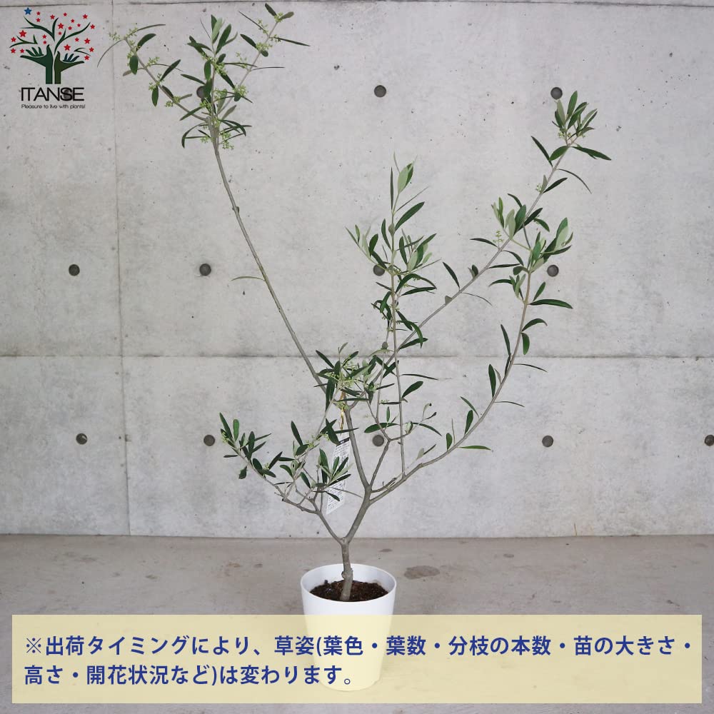 Amazon.co.jp: オリーブの苗木 品種：コラチナ(コラティーナ) 6号白