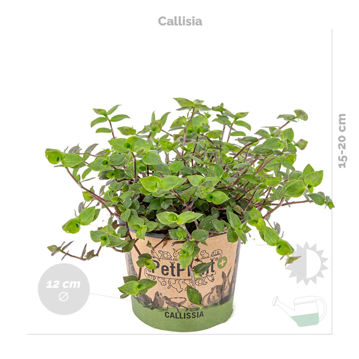 Bloomique - Lot de 6 - Plantes sans danger pour les animaux - Chlorophytum, Cyperus, Callisia - Plantes d’intérieur - Hauteur 20-30 cm - Panier en jonc de mer 12 cm