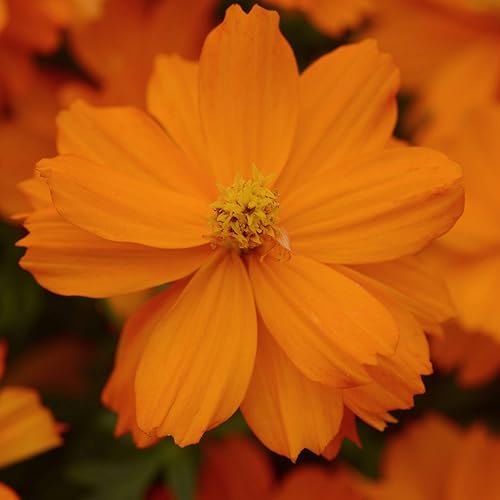 Miniatura 3 de Outsidepride Cosmos Sulphureus Mandarin Compact Garden Flower Plant Seed - 100 Semillas