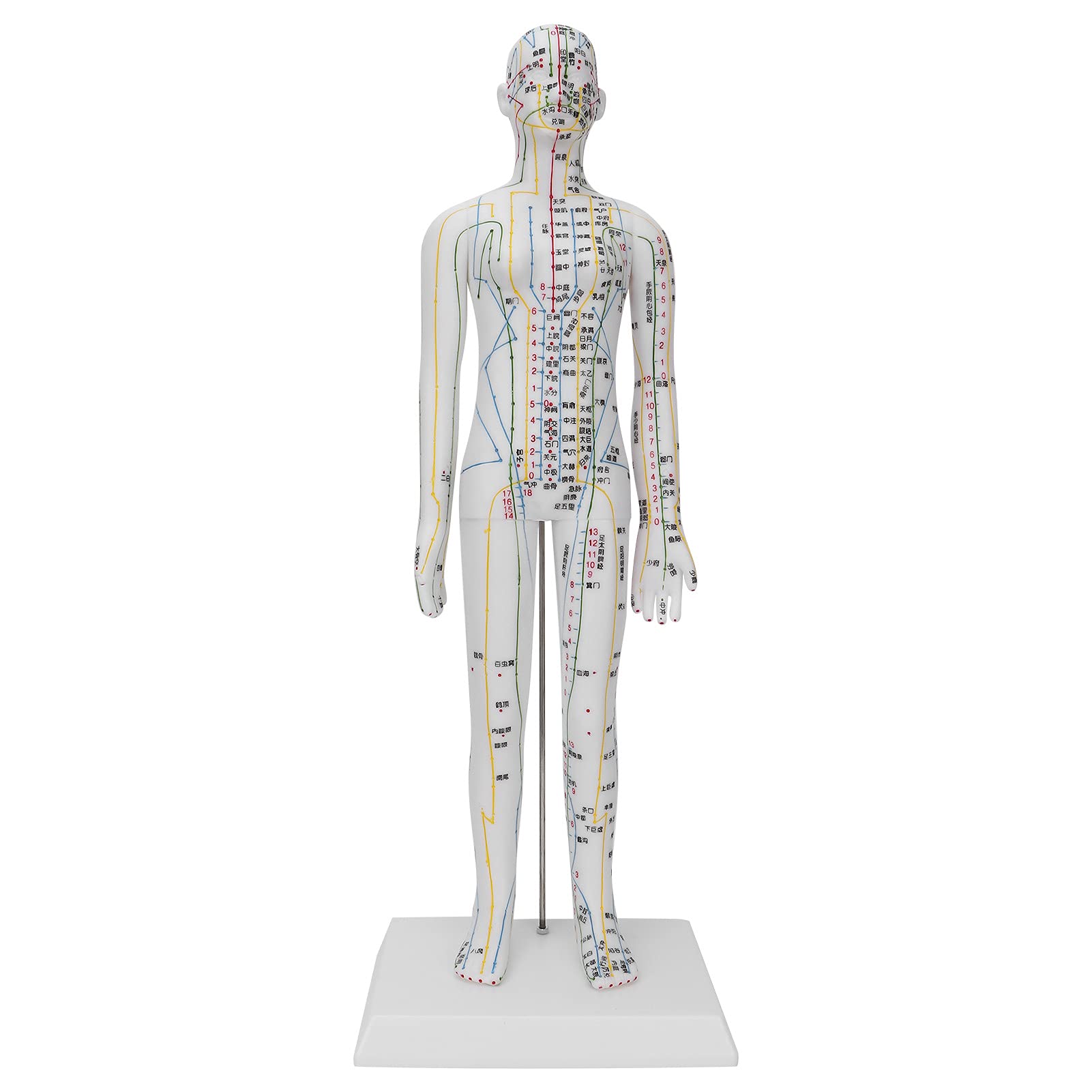 Buy Acupuncture Meridians Model, Eco‑friendly Human Acupuncture Model
