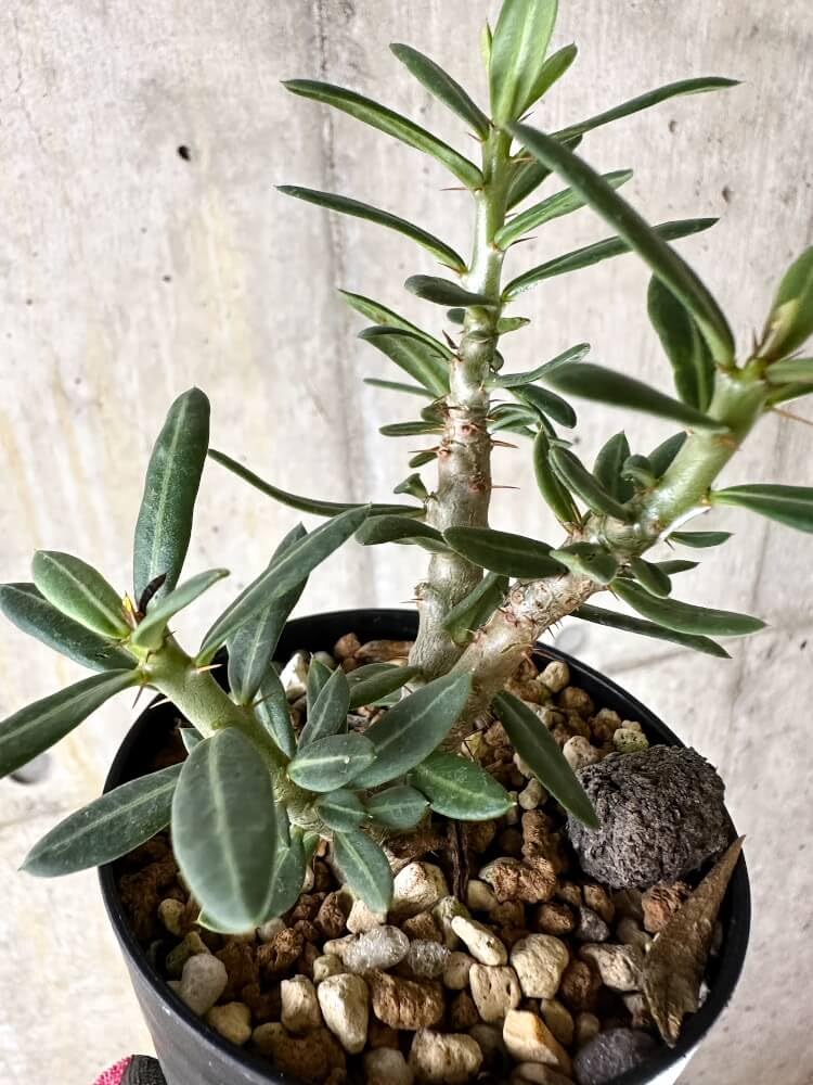 【写真更新】パキポディウム　ビスピノーサム　観葉植物　塊根植物　観葉植物　塊根植物　多肉植物　ビザールプランツ　レアプランツ　ガーデニング　植物　グリーン　趣味　盆栽　葉　花　庭　草　インテリア　おしゃれ　飾り　園芸　　多肉植物　ビザールプランツ　レアプランツ　ガーデニング　植物　グリーン　趣味　盆栽　葉　花　庭　草　多肉植物 パキポディウム・ビスピノーサム】 開花中🌸 パキポディウム属では