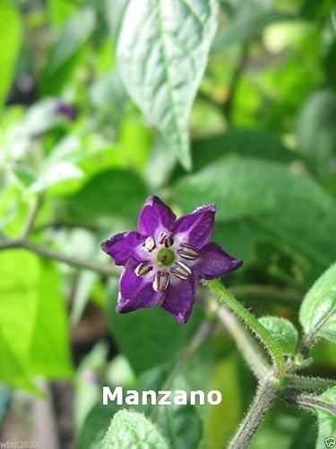 Miniatura 3 de Rocoto Chili Seeds,Mazano Amarillo, Chile de Manzana (20 Semillas) Puede vivir más de 15 años