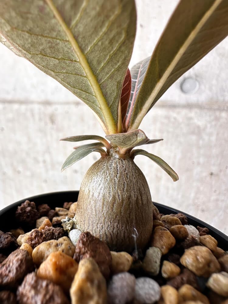 アデニウム　ソコトラナム (EU輸入株) アデニウム ソコトラナム 「Adenium socotranum 」8/31-19C-2 |