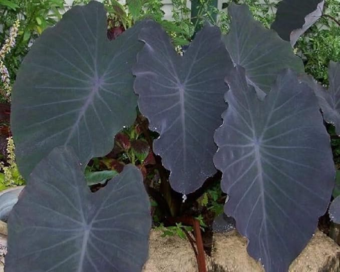Colocasia Esculenta Black Magic Semillas 20 gramos para Plantación Acuática 1,80 m