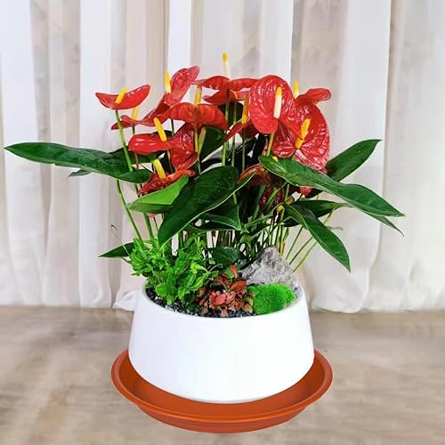 Miniatura 3 de Platillo para plantas de 12 pulgadas, paquete de 4 macetas grandes de plástico de 13 pulgadas (12.7 pulgadas) y bandeja de goteo para interiores y