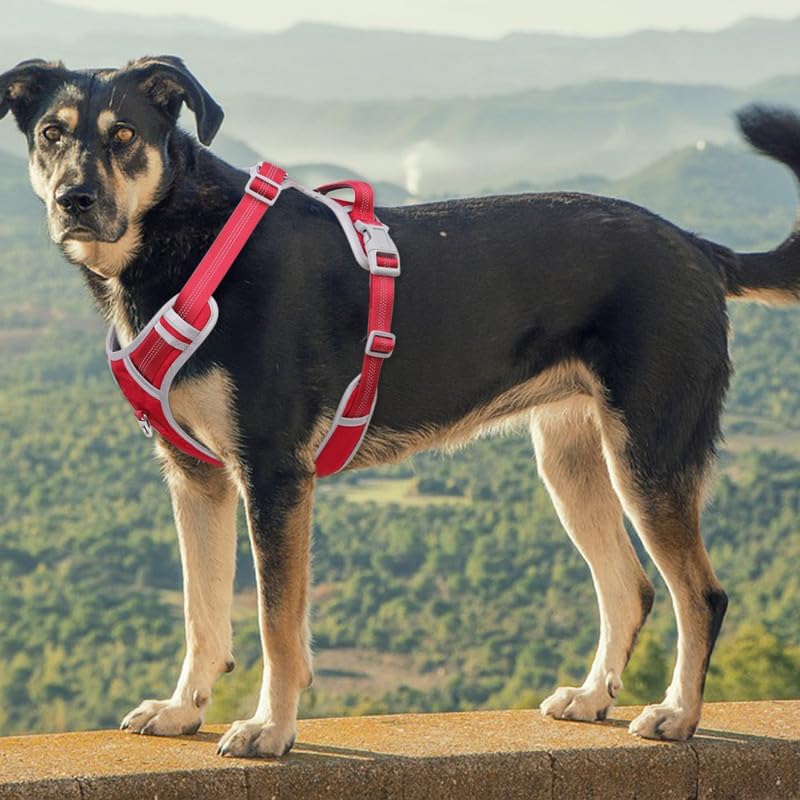 Dog Harness and Leash Set – Adjustable Dog Collar and Vest Harness for Dogs, Durable Pechera para Perros Medianos – Arnes Perro with Leash– S, M, L, XL Dog Harness and Leash Set - Image 7