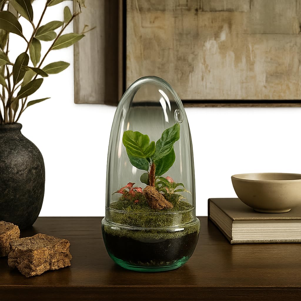 Garden Center Shop | Terrario Planta Natural Egg MAKOFITT 12x22 cm | Ecosistema Cerrado en Cristal | Mini Jardín Vivo | Decoración Original y Sostenible