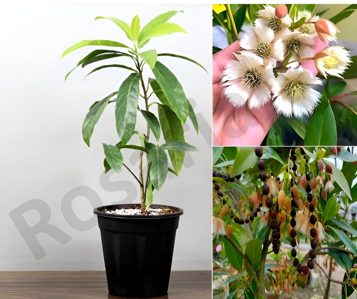 See full amazon price history chart for Rosarian Rudraksha Plant Original Nepal Vaiety (Height 1-2 Feet) Rudraksha Plant Healthy Hybrid Healthy Tree (pack Of 1) Live Medicinal Plants For Home Garden Rosarian Rudraksha Plant Original Nepal Vaiety (Height 1-2 Feet) Rudraksha Plant Healthy Hybrid Healthy Tree (pack Of 1) Live Medicinal Plants For Home Garden (B0D9SJQRRQ) Amazon Price History, Amazon Price Tracker