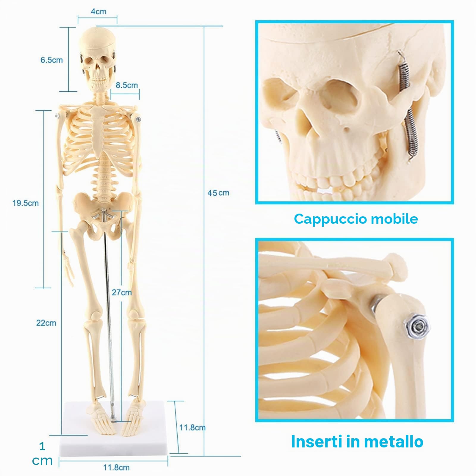 GAESHOW Modello Anatomico Scheletro, Mini Modello di Scheletro Umano da 45 cm, Scheletro Anatomico in Miniatura con Braccio e Gambe mobili su Base plastica, per l'apprendimento Medico