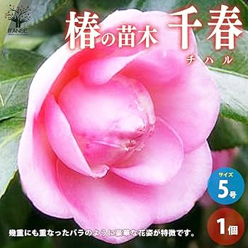 【花椿ページ】 楽天市場】2025年2月～4月開花苗 黒椿 苗木 八重咲き 黒紅色 中