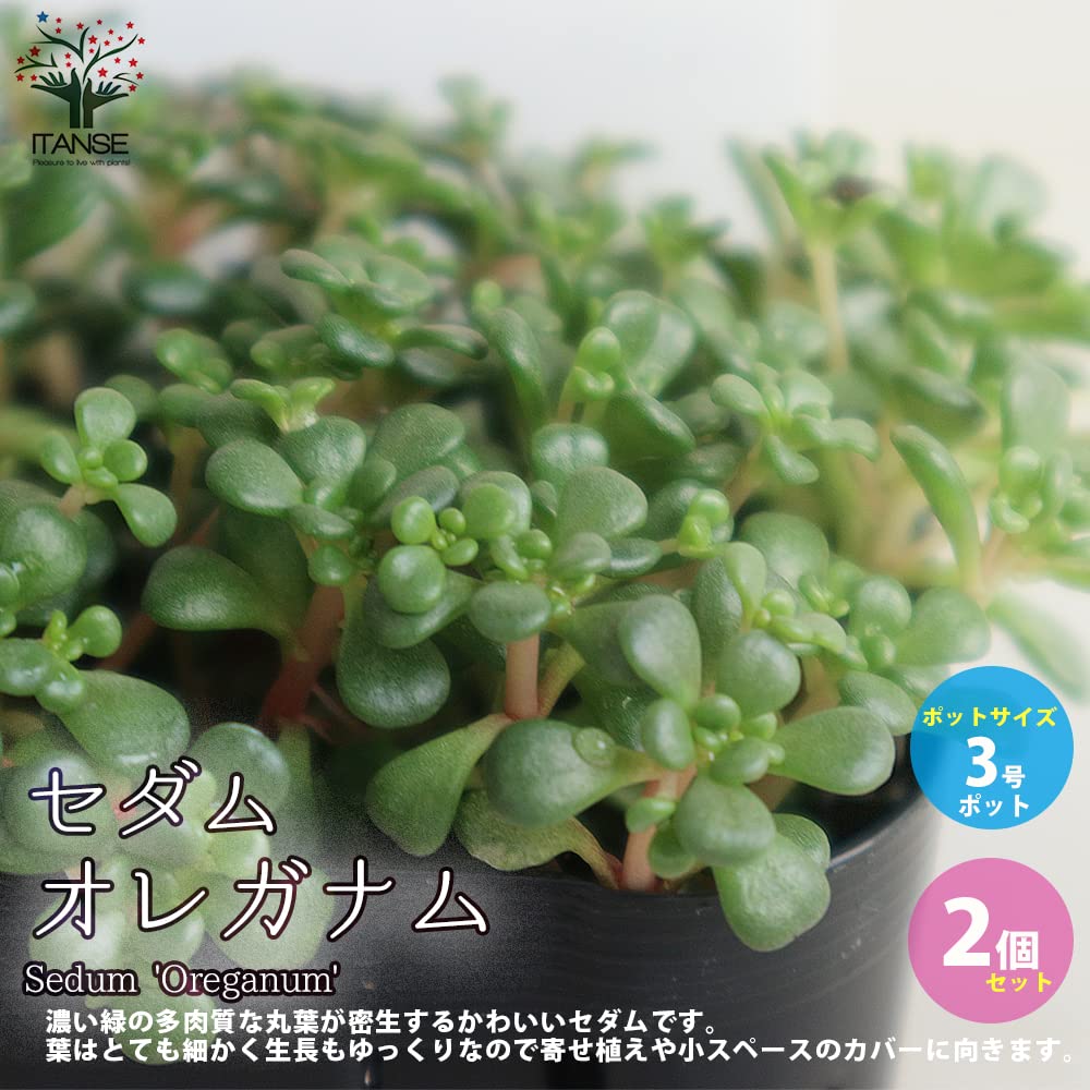 コーカサスキリンソウ トリカラー3号ポット苗 2個セット学名 Sedum Spurium 39 Tricolor 39 ベンケイソウ科セダム属 多肉植物 耐寒性多年草 生育タイプ 春秋型 原産地 コーカサス地方 トリカラーはやや立性タイプのセダム 斑入りの葉色は 寒さにあたると美しく赤みが