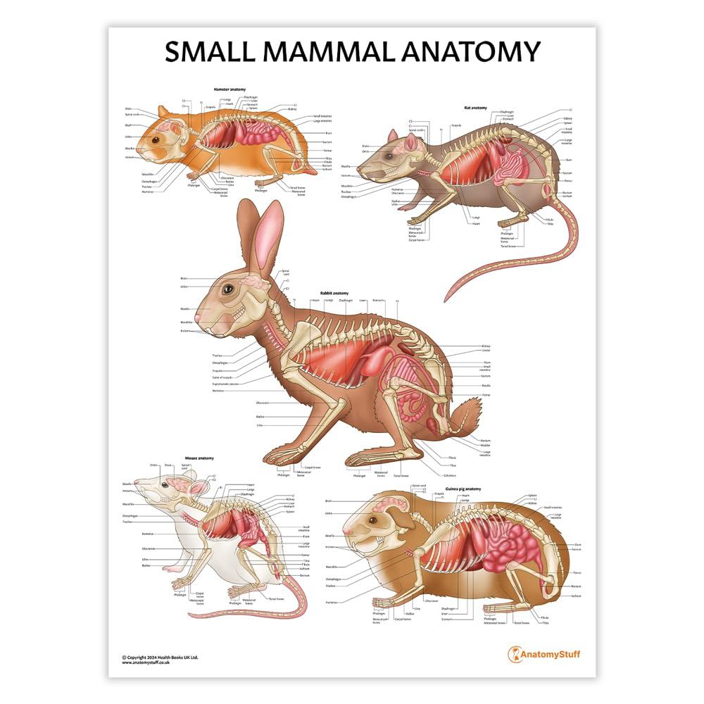 Small Mammal Anatomy Poster/Chart, 45x60 cm, 18x24 inches, Pet Owner Guide, Colourful Animal Illustrations, Rabbit Anatomy, Mouse and Rat Biology, Guinea Pig Chart