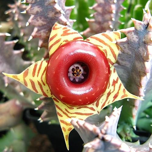 Miniatura 2 de Planta de cactus de estrella de mar en maceta de 2 pulgadas, suculenta de interior viva para maceta y cesta colgante, fácil cuidado para plantas de