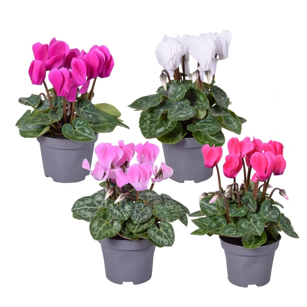Cyclamen Persicum | Plantas Vivas | Set 4 Plantas | Plantas Naturales | Mix de Color