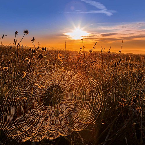 Zen Nature 2017 (Mindful Editions)