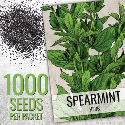 Seed Needs Mint Seeds for Planting Spearmint & Peppermint - Non-GMO Heirloom & Untreated Herb Seed to Plant an Indoor/Outdoor Culinary Medicinal Garden (Collection of 2 Packets) - Image 3